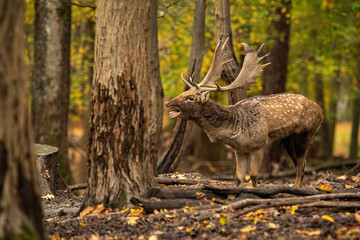Fallow deer, dama dama, roaring in colorful woodland in autumn. Male spotted mammal bellowing in...