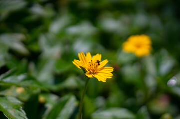 Sphagneticola trilobata. Yellow flowers in full bloom.
