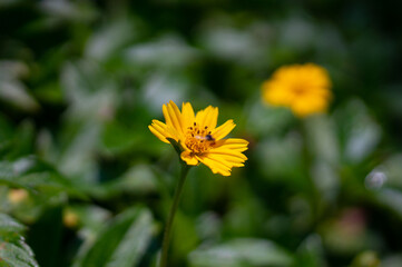 Sphagneticola trilobata. Yellow flowers in full bloom.