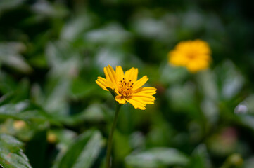 Fototapeta premium Sphagneticola trilobata. Yellow flowers in full bloom.