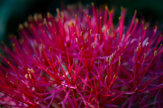 Scadoxus Multiflorus.