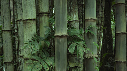 green bamboo
