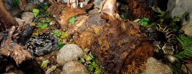 Timber rattlesnake // Wald-Klapperschlange (Crotalus horridus horridus)