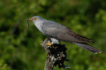Common cuckoo, cuculus canorus, holding caterpillar in beak in summer. Grey bird sitting on wood...