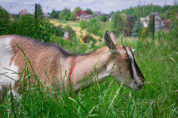 Koza w trawie