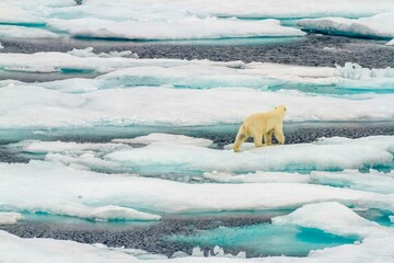 Polar bear in field of ice