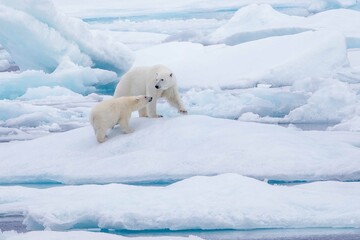 Polar bear mother with cub - obrazy, fototapety, plakaty