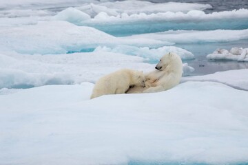 Fototapeta na wymiar Polar bear nursing cub