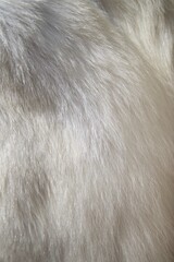 Polar bear pelt close up