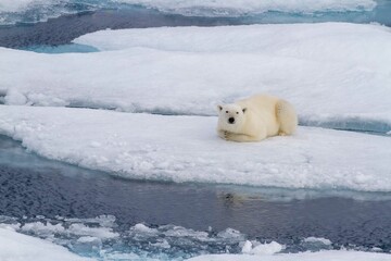 Polar bear resting on ice floe