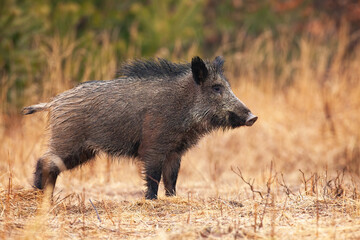 Wet wild boar, sus scrofa, with long hair on back looking aside on a meadow with yellow dry grass. Nature scenery with animal wildlife. Mammal with long snout in autumn.