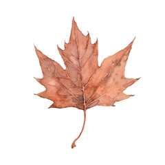 Watercolor autumn brown maple leaf. Isolated hand drawn illustration on white background.