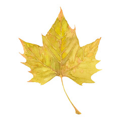 Watercolor autumn big yellow maple leaf. Isolated hand drawn illustration on white background.