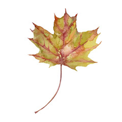 Watercolor autumn green and red maple leaf. Isolated hand drawn illustration on white background.