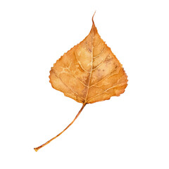 Watercolor autumn yellow aspen leaf. Isolated hand drawn illustration on white background.