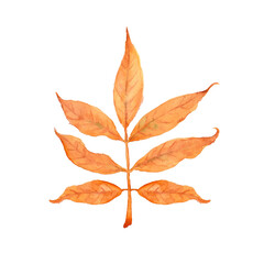 Watercolor autumn orange ash leaf. Isolated hand drawn illustration on white background.