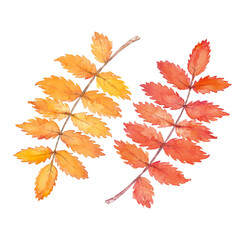 Two autumn yellow and orange rowan leaves. Watercolor art collection. Isolated hand drawn illustration on white background.