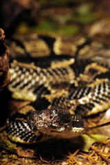 Timber rattlesnake // Wald-Klapperschlange (Crotalus horridus horridus)
