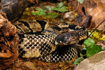 Timber rattlesnake // Wald-Klapperschlange (Crotalus horridus horridus)