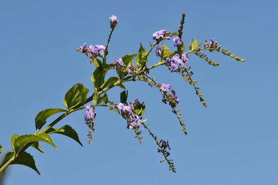 lowers and leaves of Skyflower (Duranta erecta)