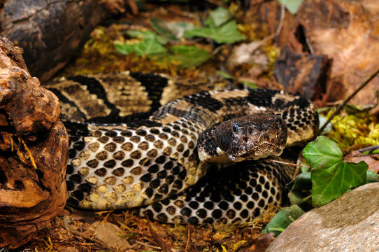 Timber rattlesnake // Wald-Klapperschlange (Crotalus horridus horridus)