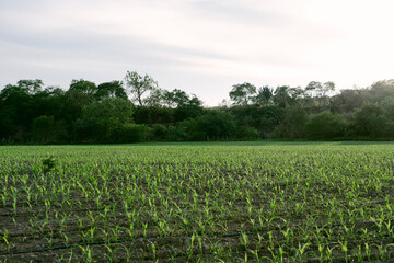 Fototapeta na wymiar Field of corn in Mexico