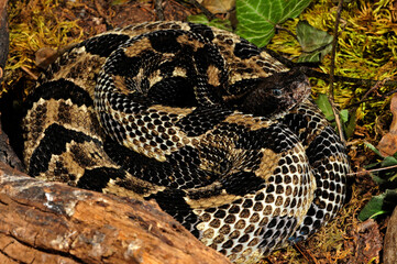 Timber rattlesnake // Wald-Klapperschlange (Crotalus horridus horridus)