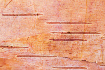Birch bark. Close-up photo. macro photography