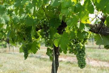 Grapes on the vine in a local vineyard ready for harvest