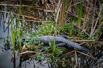 Young Small Alligator Rests in the Reeds in a Swamp outside of Lafitte, Louisiana, USA