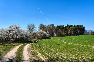 dirt road, farmland and blooming bushes on a sunny spring day
