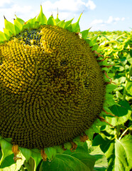 Beautiful sunflower on a sunny day with a natural background.sunflower garden