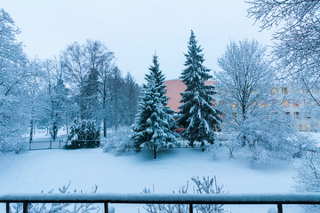 Snow-covered trees in urban park.