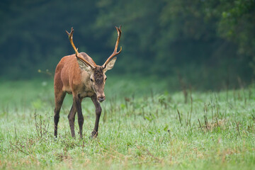 Young red deer, cervus elaphus, walking on grassland in autumn fog. Immature stag approaching on field in fall mist. Brown mammal going on meadow from front.