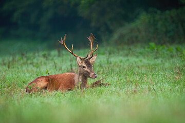 Naklejka na ściany i meble Red deer, cervus elaphus, lying on green grassland in autumn nature. Wild stag resting on field in fall fresh environment. Brown mammal inactiv on meadow.