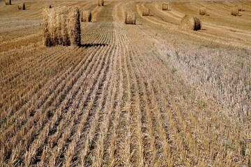 Rural landscape scene. Open spaces. Harvested field and stubble. Bales of collected straw. Sunny day.