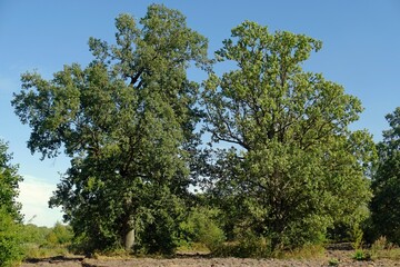 Obraz premium Tall huge oaks grow in the old manor. Beautiful old trees.