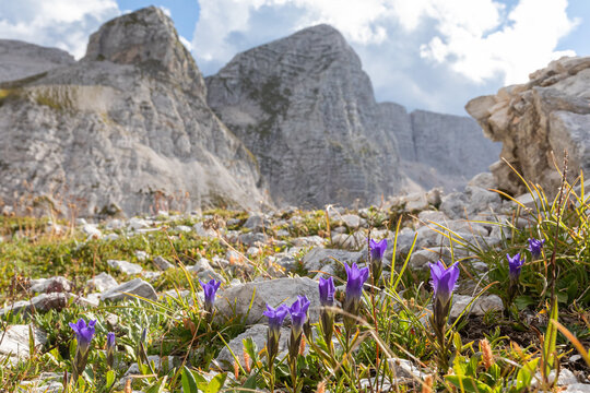 Julian Alps - Prevala