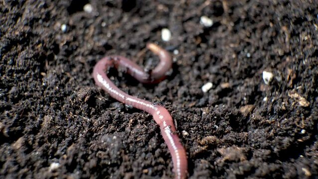 A large beautiful earthworm crawls on the black ground close-up.