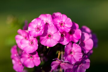 Closeup shot of a bunch of Phlox paniculata flowers with blurred background under sunlight