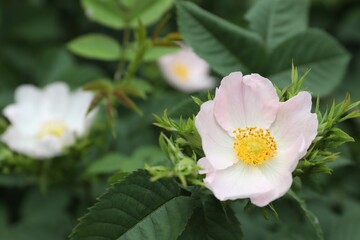 Obraz premium Briar rose bush with beautiful flowers outdoors, closeup. Space for text