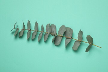 Eucalyptus branch with fresh green leaves on turquoise background, top view