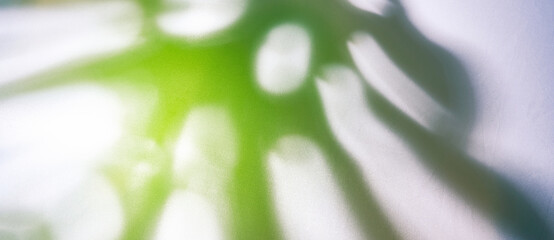 Fototapeta premium Banner. Close-up of the shadow of a blurred tropical leaf of a green monster on a background of light fabric in sunlight. High quality photo