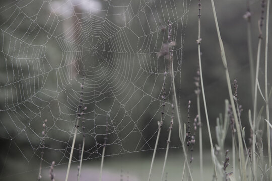 Lacey, dew covered spider web in lavender on a foggy morning. 
