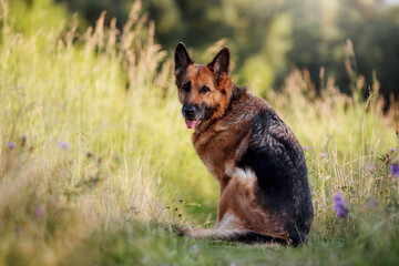 German shepherd dog on grass