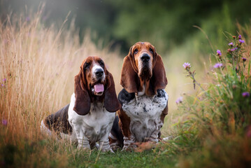 Two bassets on the field