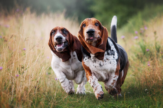 Field basset hound sales