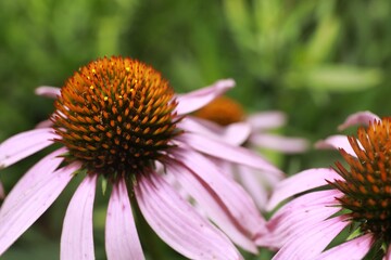 Beautiful pink Echinacea flowers on blurred background, closeup