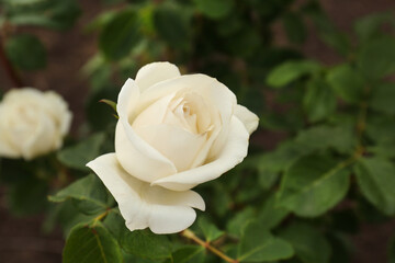 Closeup view of beautiful blooming rose bush outdoors