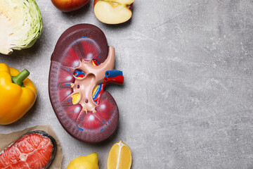 Flat lay composition with kidney model and different products on grey table, space for text